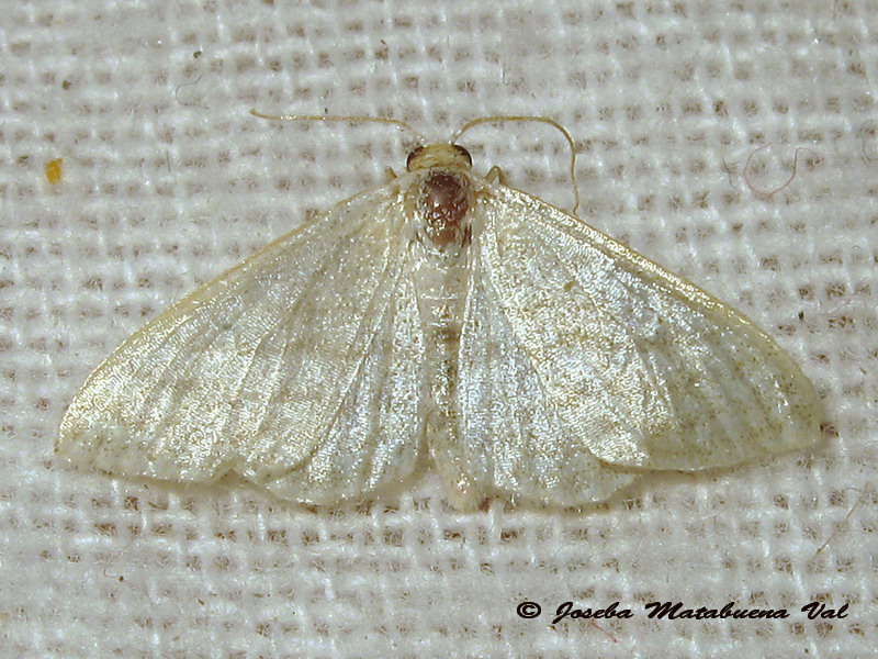 Geometridae da id. - Idaea subsericeata